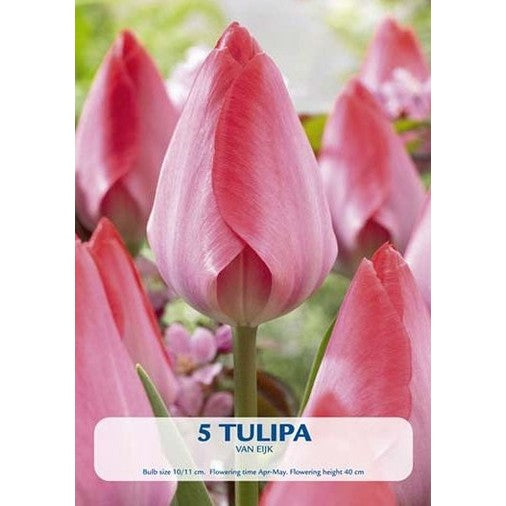 Tulpan van Eijk 5-pack